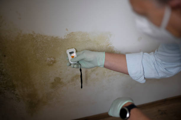 Best Certified Mold Removal  in Chelsea Cove, NY